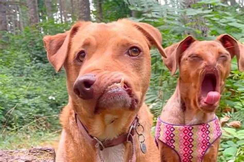 Adorable Friendship Between Two Disabled Pooches Saved From Doggy