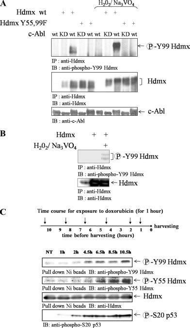 C Abl Phosphorylates Hdmx And Regulates Its Interaction With P