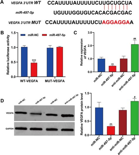 MiR 497 5p Regulates Ox LDL Induced Dysfunction In Vascular Endothelial