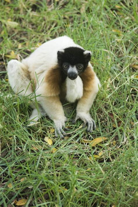 无人坐竖图俯视室外白天草地草坪植物哺乳动物猴野生动物猴子注视草一只绿色白色动物看可爱活泼关注狐猴