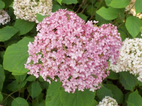 Smooth Hydrangea Hydrangea Arborescens Piiha I Endless Summer Bella