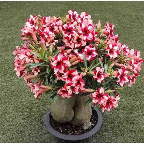 Jual Tanaman Hias Bunga Adenium Kemboja Jepang Adenium Obesum Kamboja