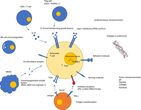 Tcell Exhaustion In Cartcell Therapy And Strategies To Overcome It