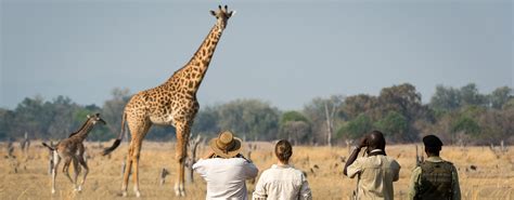 3 Days Serengeti And Ngorongoro Best Day Safaris