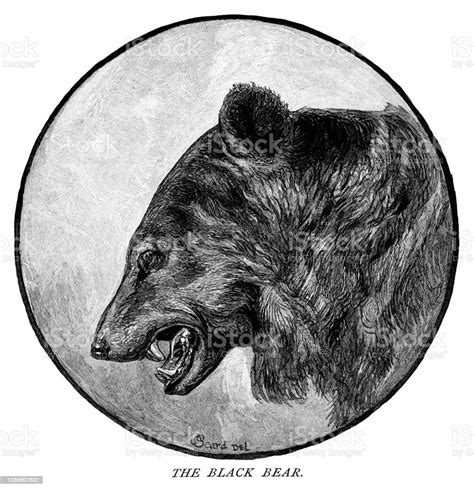 Black Bear Stock Illustration Download Image Now Bear Sketch