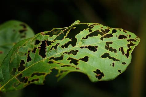 Cierre Verde De La Mordedura De Insecto De Hoja Para Arriba Foto De