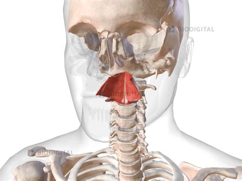 Superior Pharyngeal Constrictors Biodigital Anatomy