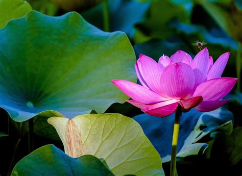 Lotus Flower Flowering Free Photo On Pixabay