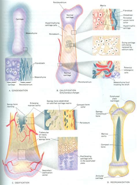 Endochondral bone formation | Medical school essentials, Human anatomy and physiology, Anatomy ...