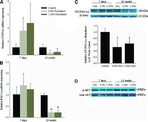 Hepatic Mrna Expression Of A Cyp A And B Pgc And Protein