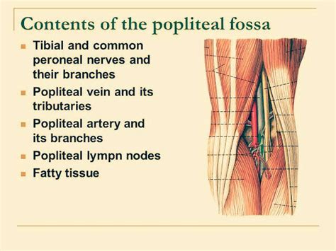 Popliteal Fossa Anatomy Of Knee Joint Archives Pt Master Guide