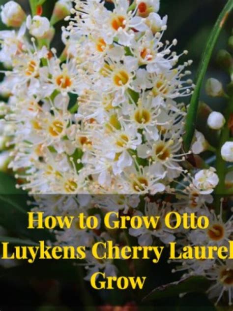 How To Grow Otto Luykens Cherry Laurel Grow Kavya Organic Farm