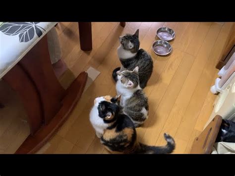 並んで待つ猫。 Live2newsまとめ（β3）