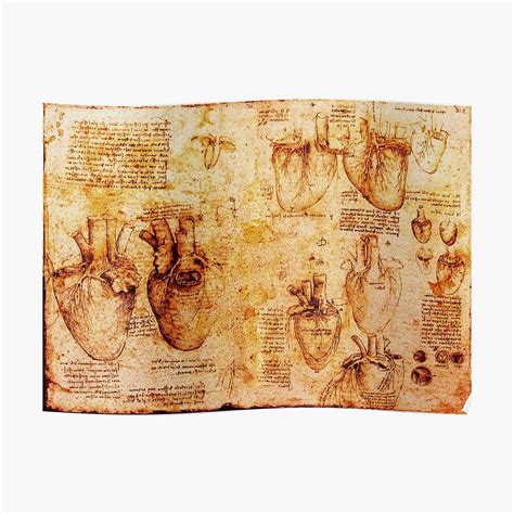 "Heart And Its Blood Vessels, Leonardo Da Vinci Anatomy Drawings, Brown ...