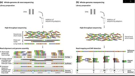 全基因组测序分析 知乎