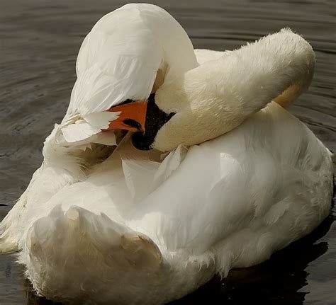 Mute Swan Male Rspb Rainham Marshes Essex K 33912 Flickr