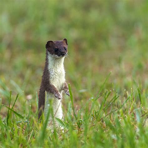 Naturwissenschaftlicher Verein für Schwaben e.V. : Hermelin
