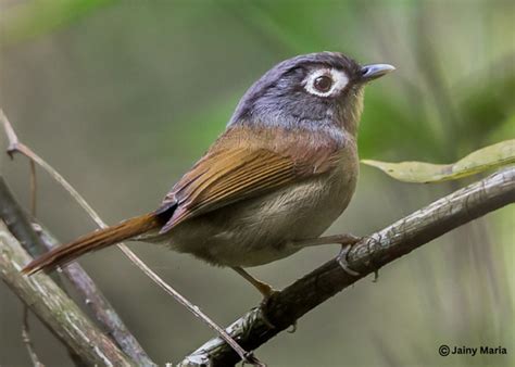 nepal bird watching tour | Junglelore