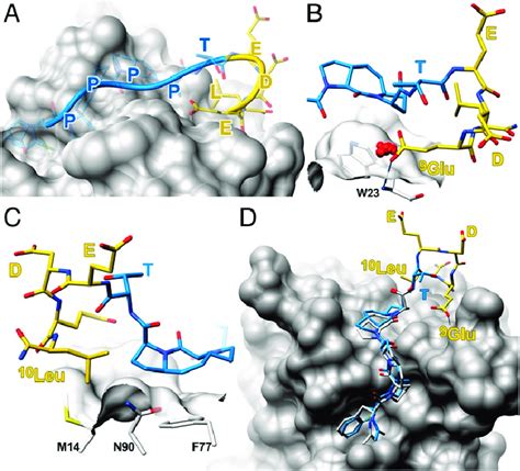 Crystal Structure Of Chimera 2∆n In Complex With Enah Evh1 Reveals The Download Scientific