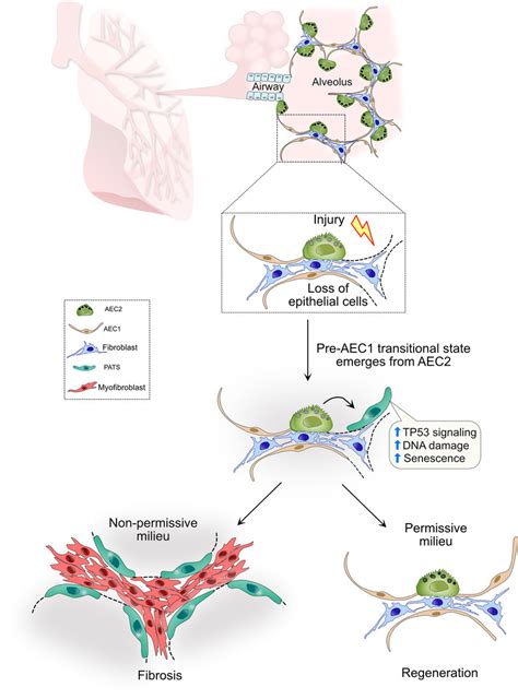 schematic describing emergence    transitional cell state