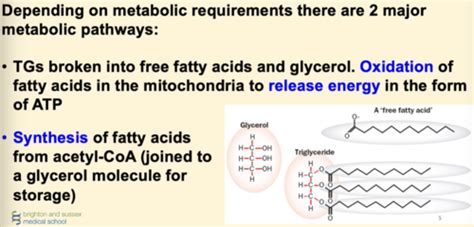 Lipid Metabolism And Pathways Flashcards Quizlet