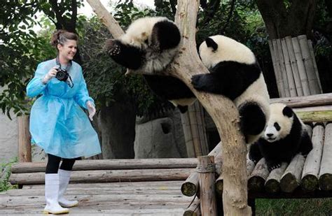 Chengdu Panda Center Volunteering Work Windhorsetour China Tibet