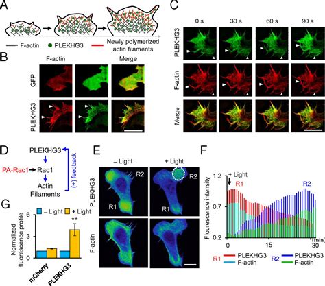 Plekhg Enhances Polarized Cell Migration By Activating Actin Filaments