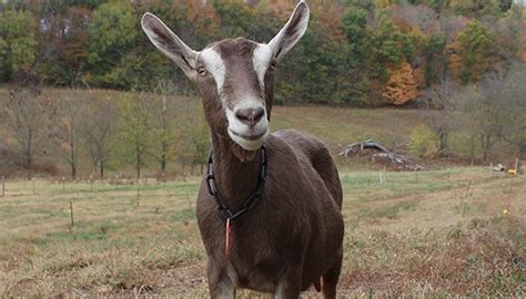 Top 10 Best Dairy Goat Breeds