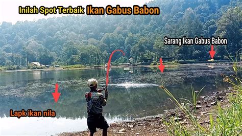 Rezeki Nomplok Nemu Sarangnya Ikan Gabus Babon Di Lapak Pemancing