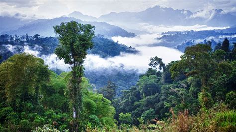 Is The Amazon Rainforest Really Reaching A Tipping Point