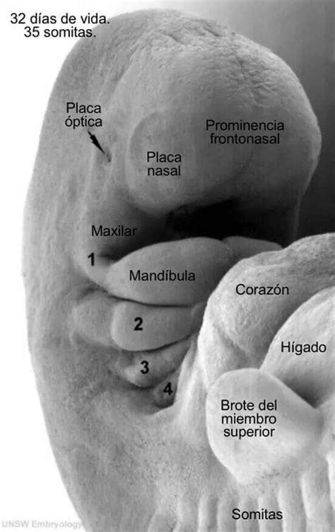 Pin By Bae On Anatom A Humana Medical Anatomy Studying Medicine