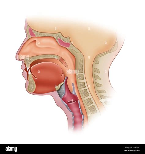 Sagittal View Of Head And Neck Diagram Quizlet