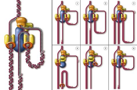 Dna Replication Fork, Artwork Photograph by Art For Science - Fine Art ...