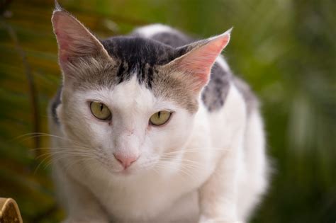 Gato macho ou fêmea diferenças características e qual adotar Guia