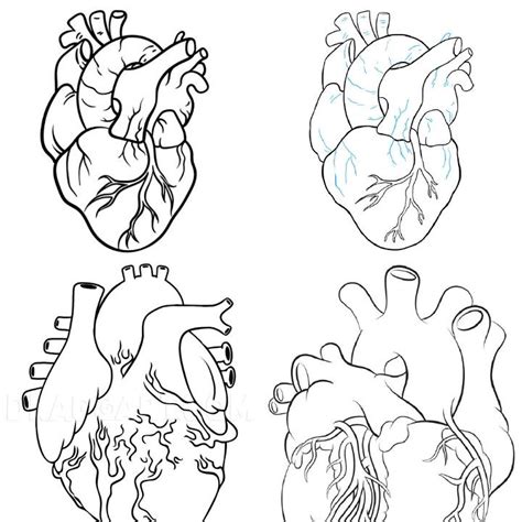 15 Easy Human Heart Drawing Ideas Draw A Human Heart