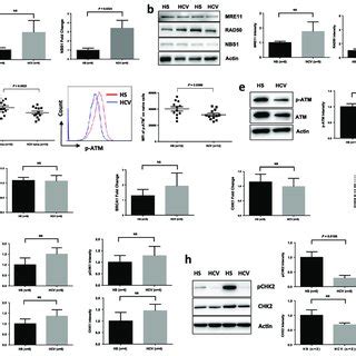 Dna Damage Repair Atm Signaling Pathway In T Cells Of Hcv Infected