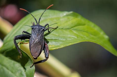 Chinche Apestosa Adulta Del G Nero Oebalus Foto Premium