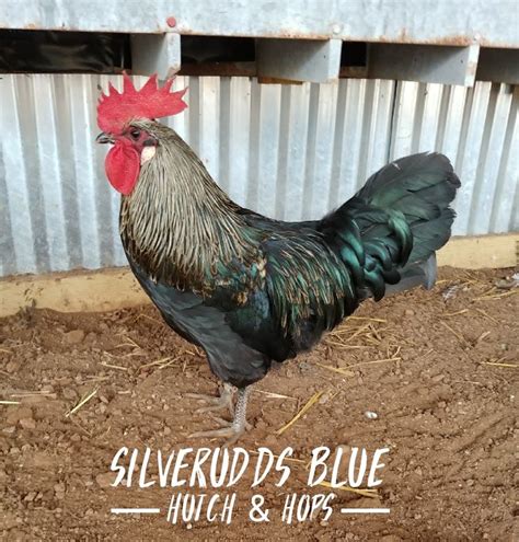 A Rooster Standing In The Dirt Next To A Metal Building With Words