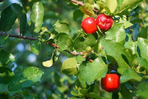 Fresh Organic Acerola Cherry.Thai Or Acerola Cherries Fruit On The Tree, High Vitamin C And ...