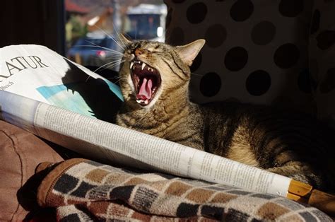Cat Animal Newspaper - Free photo on Pixabay