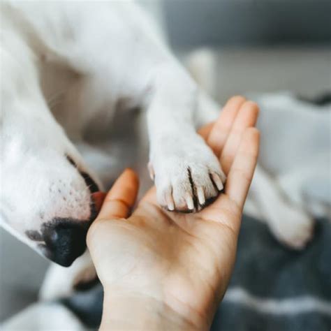 Mi Perro Se Puede Enfermar Por Lamerme Los Pies