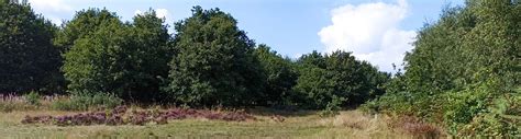 Loxley And Wadsley Commons Sheffield Local Group