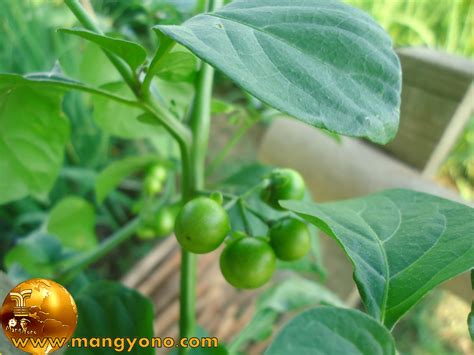 Leunca Solanum Nigrum L Blog Mang Yono