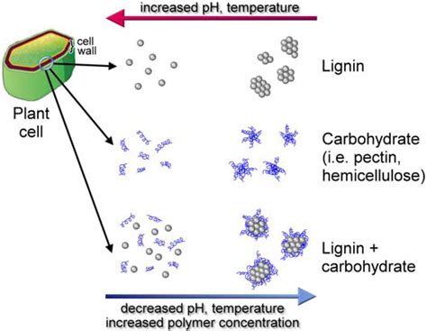 What Is The Function Of Lignin Deposition In Cell Wall The Genetic Control Of Lignin