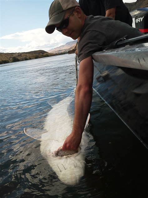 White Sturgeon