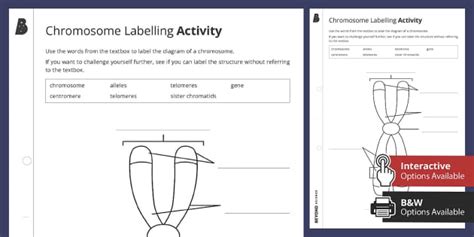 Chromosome Labelling Activity Teacher Made Twinkl