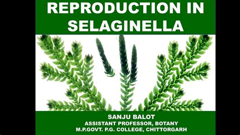 Reproduction In Selaginella By Sanju Balot Youtube