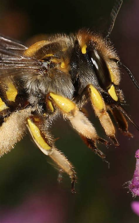 Steckbrief Wildbienen Deutsche Wildtier Stiftung