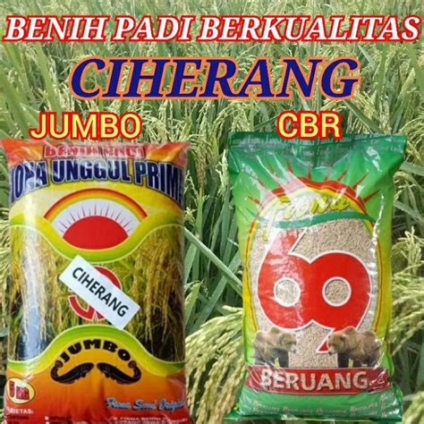 Jual Benih Padi Berkualitas Ciherang Jumbo Dan Beruang Cbr Kemasan Kg