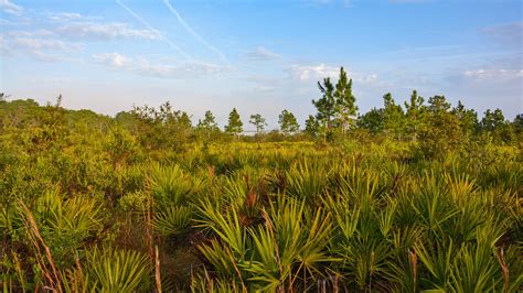 Florida Hikes Trails For Hiking Biking Paddling Camping